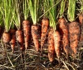 Organic and natural  carrots. Royalty Free Stock Photo