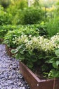 Organic natural gardening. Growing strawberries blooming in raised vegetable garden beds. Royalty Free Stock Photo