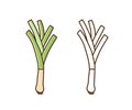 Organic natural leek monochrome and color set vector flat illustration. Fresh big root and stem of farm vegetable in