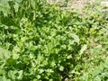 Organic and natural parsley garden