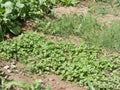 Organic and natural parsley garden