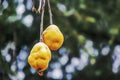 Organic and natural quince fruit on tree branch in nature