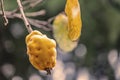 Organic and natural quince fruit on tree branch in nature