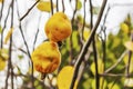 Organic and natural quince fruit on tree branch in nature