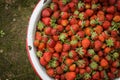 Organic Natural Red Strawberries, Strawberry in Enamel Pa