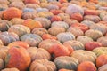 Organic natural ripe pumpkins. Symbol of harvest, Thanksgiving, Halloween. Rustic background. Royalty Free Stock Photo