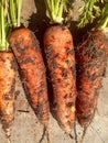 Organic and natural  carrots. Royalty Free Stock Photo