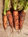 Organic and natural  carrots. Royalty Free Stock Photo