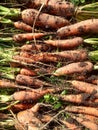 Organic and natural  carrots. Royalty Free Stock Photo