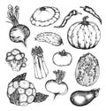 Organic natural vegetables set