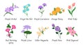 Organic nature botanic garden flower isolated vector collection