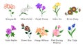 Organic nature botanic garden flower isolated vector collection