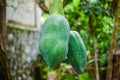 Organic nature fresh green raw papaya on tree