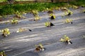 Organic new cubios plants agriculture production using a black p Royalty Free Stock Photo