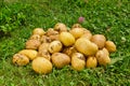 Organic new potatoes on green grass Royalty Free Stock Photo