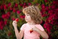 Organic nutrition. Child eats strawberries. The schoolboy is eating healthy food. Happy childhood concept. Kid eats Royalty Free Stock Photo