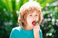 Organic nutrition. Kids pick fresh organic strawberry. Cute cheerful child eats strawberries. The schoolboy is eating Royalty Free Stock Photo