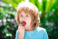 Organic nutrition. Kids pick fresh organic strawberry. Cute cheerful child eats strawberries. The schoolboy is eating