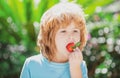 Organic nutrition. Kids pick fresh organic strawberry. Cute cheerful child eats strawberries. The schoolboy is eating Royalty Free Stock Photo