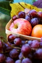 Fall fruits Autumn apples grapes harvest. Food, Health. Royalty Free Stock Photo