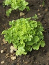 Organic oatleaf lettuce