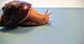 A live snail on a blue background