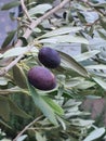 Organic olives of the kalamon kind just harvested