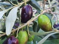 Organic olives of the kalamon kind just harvested in Cyprus