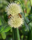 Organic onion flower and bee