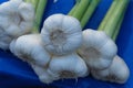 Organic onion freshly gathered, background