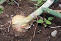 Organic onion growing out of the dirt