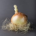 Organic Onion Nest