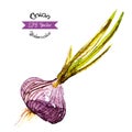 Organic onion watercolor vector
