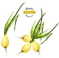 Organic onion watercolor vector