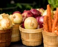 Organic Onions and Carrots in Basket Royalty Free Stock Photo