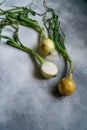 Organic onions on slate textured surface, background. Ripe onions. Bulb onions, green spring. Top view. Royalty Free Stock Photo