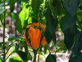 An organic orange bell pepper on a bush in a garden Royalty Free Stock Photo