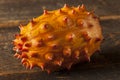 Organic Orange Kiwano Melon Royalty Free Stock Photo