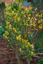 Organic Orange tree with ripe fresh fruit in the field, harvest tangerine tree Royalty Free Stock Photo