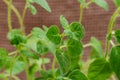 Organic Oregano Plant stalks and leaves isolated on natural burlap. Origanum vulgare. Mint Family Lamiaceae. Royalty Free Stock Photo