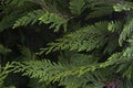 Organic ornament. Thuja, cedar branch and leaves, nature background
