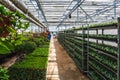 Organic ornamental plants cultivation nursery farm. Large modern hothouse or greenhouse, farming growing seedings production Royalty Free Stock Photo