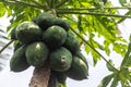 Organic papaya in local farm in Thailand