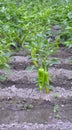 Organic paprika field in macedonia Royalty Free Stock Photo