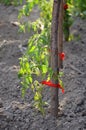 Organic paprika growing Royalty Free Stock Photo