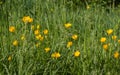 Organic park or green meadow with beautiful buttercups and wildflowers Royalty Free Stock Photo