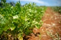 Organic Parsley Farm