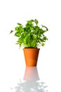 Organic Parsley Plant Growing in Pot on White Background Royalty Free Stock Photo