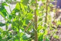 Organic pea pods with white flower on metal trellis fence near brick wall siding in Texas, USA Royalty Free Stock Photo