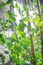 Organic pea pods with white flower on metal trellis fence near brick wall siding in Texas, USA Royalty Free Stock Photo